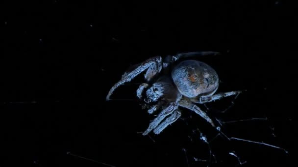 Gran Araña Red Con Presa Noche — Vídeo de stock