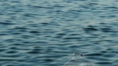 derin deniz dalgıç su altı ön plan  