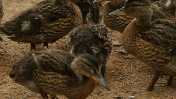 Big Duckling Brood Close — Stock Video