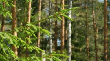 Bir güneşli gün, kamera hareket ön planda köknar ağacı çam ormanının yeşil iğne