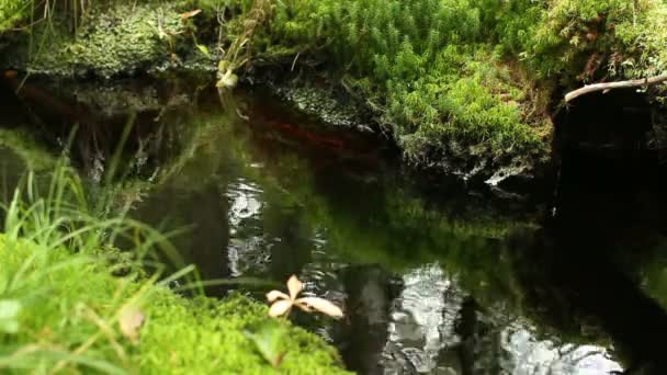 Pequeno Riacho Com Água Limpa Deserto — Vídeo de Stock