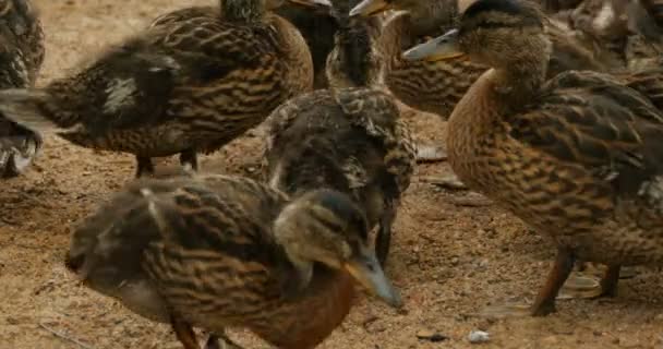 Duckling Big Brood Close — Stock Video