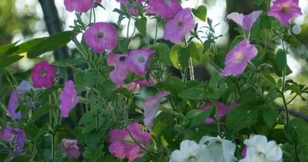 Molti Fiori Petunia Sul Letto Del Giardino Retroilluminazione Primo Piano — Video Stock