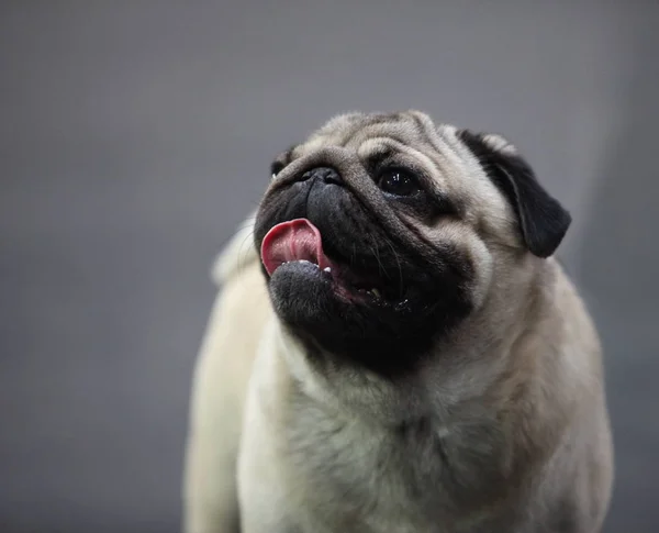 Liebenswerter Mops Versteht Sich Mit Mensch Hund — Stockfoto