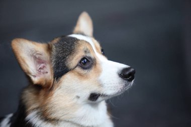 Pembroke Welsh Corgibold, kasıtlı doğa, akıllı ve arsız