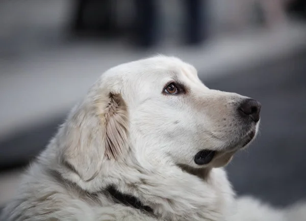 Gran Perro Pirineo Potente Independiente Sin Miedo Altamente Protector — Foto de Stock