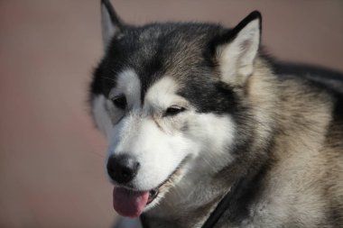 Alaska malamutecan çalıştırmak tüm gün, son derece bağımsız düşünceli, kasıtlı