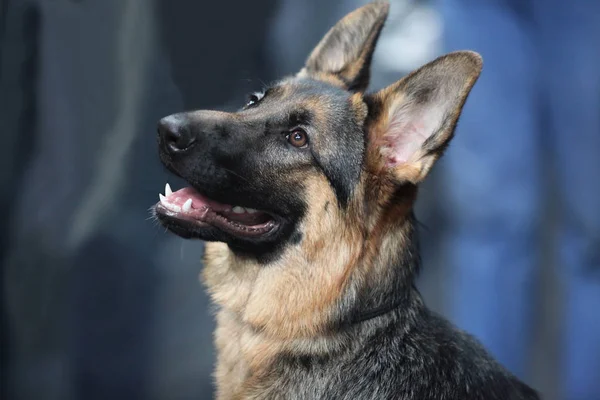 Alman Çoban Köpek Yüksek Akıllı Yoğun Bakışları — Stok fotoğraf