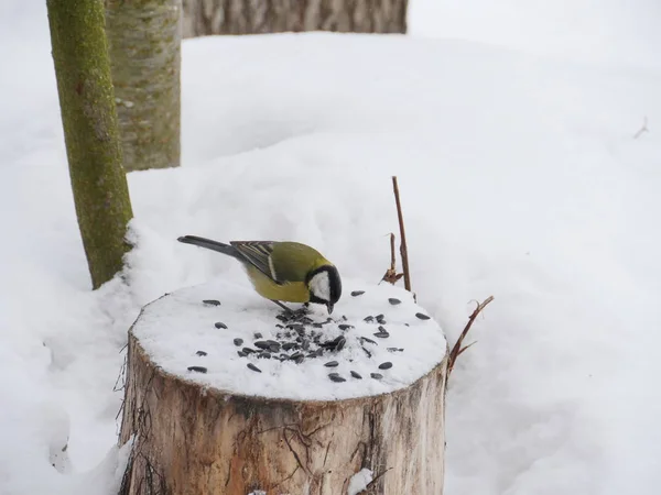 Vogel Mees Besluipt Zonnebloempitten Winter — Stockfoto