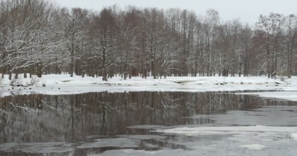 Télen Gyönyörű Tájképi Erdő Tükröződik Folyóparton — Stock videók