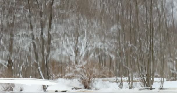 Winter Forest Återspeglas Floden — Stockvideo
