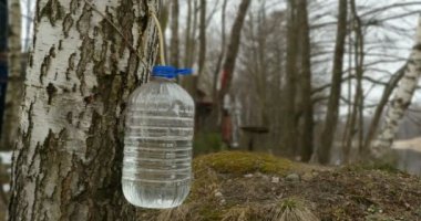 Bir plastik kap içine huş ağacı SAP damlar