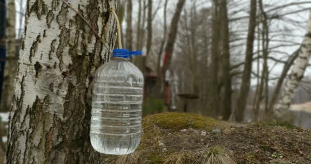 Birch Sap Druppels Een Plastic Container — Stockvideo