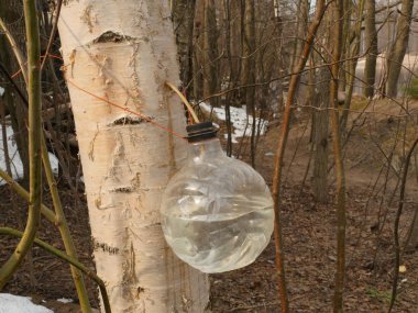 bir plastik şişe içine huş ağacı SAP hasat