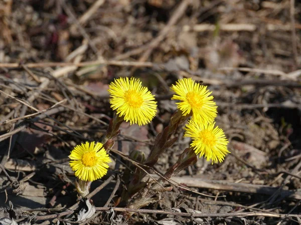 First Spring Flowers Yellow Coltsfoot — Stock Photo, Image