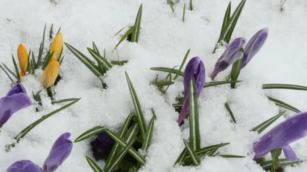 Crocus Eerste Lentebloemen Onder Witte Sneeuw Panorama — Stockvideo