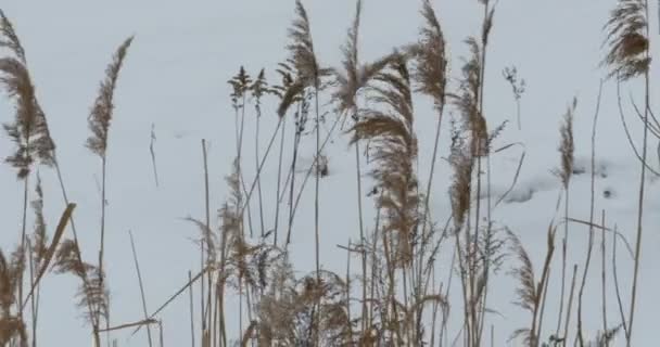 Mouvement Caméra Vent Quenouille Hiver — Video