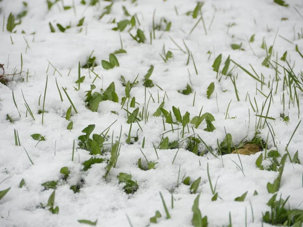 Snö Föll Våren Det Gröna Gräset Nyckfulla Väder — Stockfoto