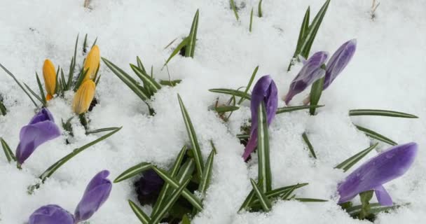 Crocus Flores Primavera Bajo Nieve Blanca Panorama — Vídeos de Stock