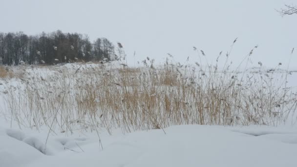 Lakeside Wit Winterlandschap — Stockvideo