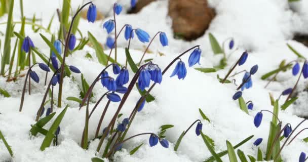 Scilla Frissonnant Froid Dans Neige Blanche — Video