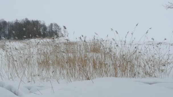 Lakeside White Winter Landschap Panorama — Stockvideo