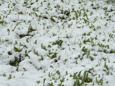 spring  Snow fell on green grass
