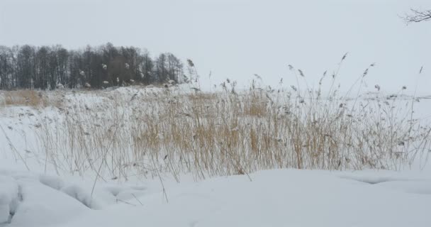 Schneegebundene Winterlandschaftschneebedeckter Rohrkolben Vordergrund — Stockvideo