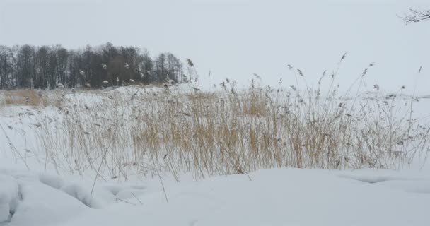 Snowbound Zima Krajobrazezima Śnieg Las Cattails Pierwszym Planie — Wideo stockowe