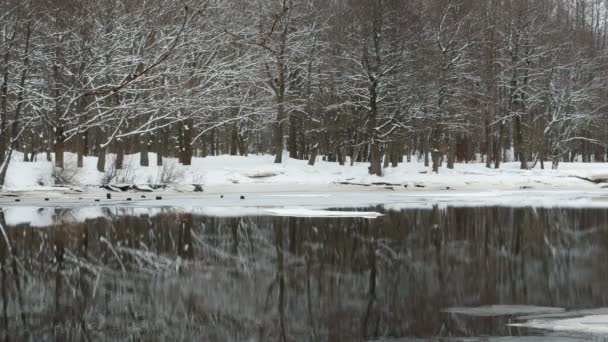 Vinterfrusen Skog Speglas Flodens Vatten — Stockvideo