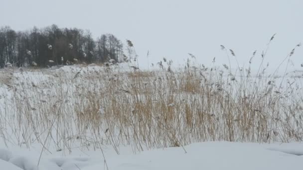 Neige Froid Hiver Neige Dérive Neige Chute Zoom Arrière — Video