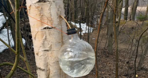 春に森の中で健康な白樺の樹液を収穫する — ストック動画