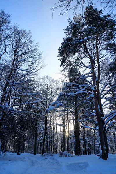 Puesta de sol en el bosque nevado —  Fotos de Stock