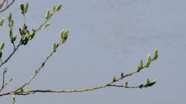 bahar güneşi Palm Pazar ışınları kabarık söğüt tomurcukları