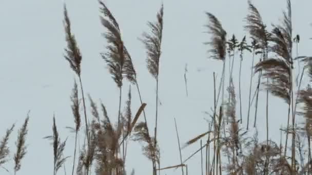 寒冷的冬季风摇摆干燥的植物相机在运动 — 图库视频影像