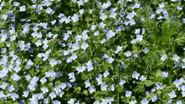 Fleurs Forêt Violet Panorama — Video