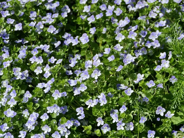 Flower Carpet Wildflower Forest Violet — Stock Photo, Image