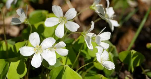 Białe Kwiaty Pierwiosnki Anemon Drży Wietrze Blisko — Wideo stockowe