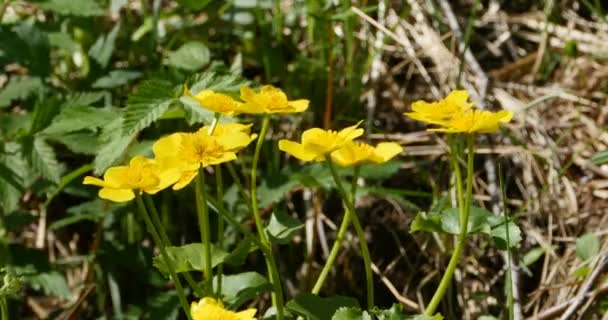 Bright Yellow Flowers Primroses Marsh Marigold Swaying Wind — Stock Video