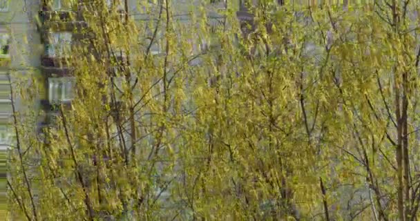 Birch Tree Bloom Gele Pluizig Oorbellen Geel Voorjaar — Stockvideo