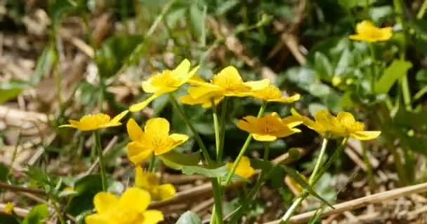 Helder Gele Bloemen Caltha Dotterbloem Marsh Goudsbloem Wuivende Wind — Stockvideo