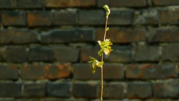 Branche Avec Jeunes Feuilles Sur Fond Mur Briques Printemps — Video