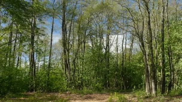 晴れた日の春の森の風景 パノラマ — ストック動画
