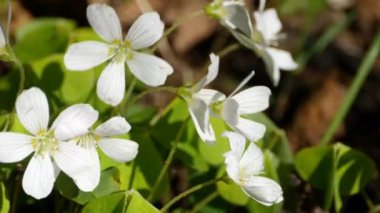anemon yakın rüzgarda titriyor, beyaz çiçekler primroses panorama