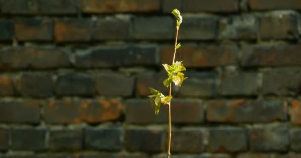 若い葉が日光に手を伸ばす枝 — ストック動画