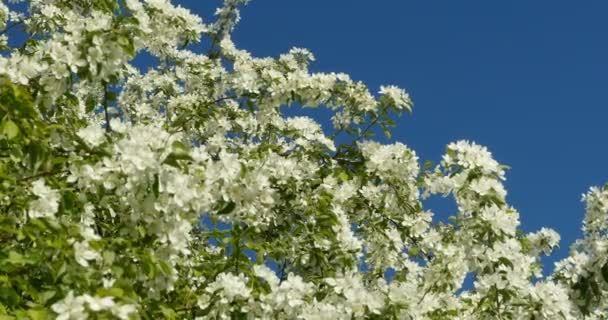 Saftige Weiße Blumen Apfelblüte Vor Blauem Himmel — Stockvideo