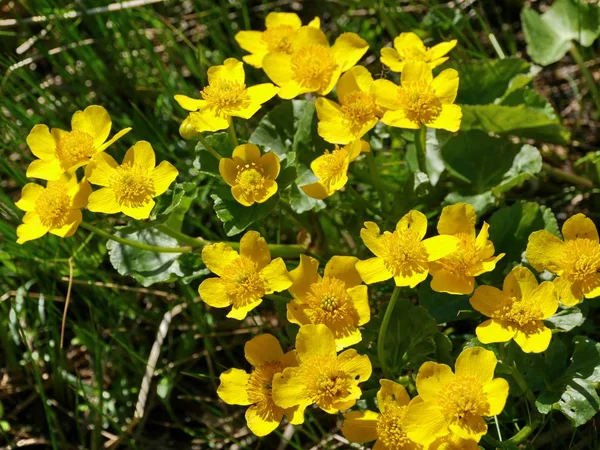 Bright Yellow Flowers Primroses Marsh Marigold — Stock Photo, Image