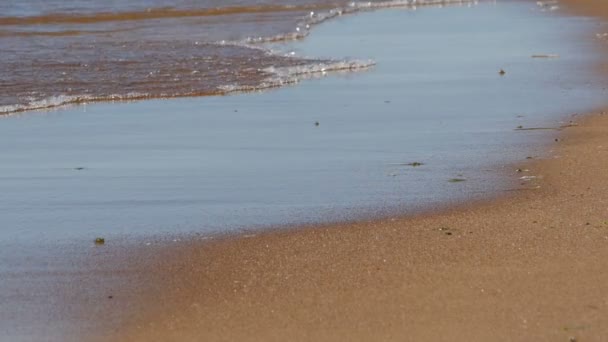 海滩潮 一只鸟的阴影在沙滩上慢动作 — 图库视频影像