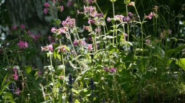 Vahşi çiçekler Silene dioica yaz güneşinin ışığıyla aydınlandı