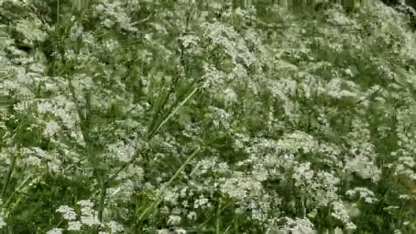 Moitas Flores Silvestres Cicuta Manchado Planta Venenosa Balançando Vento Forte — Vídeo de Stock